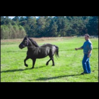 Koń, klacz zimnokrwista FirmyBiznesu.pl